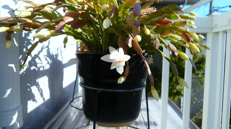 f:id:boianuf:20151127104506j:image