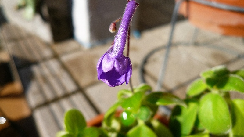 f:id:boianuf:20151205101727j:image