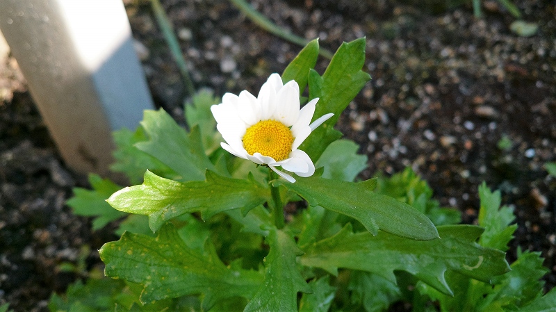f:id:boianuf:20151205101728j:image