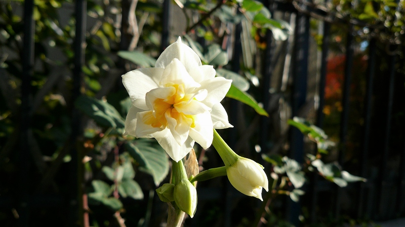 f:id:boianuf:20151205101730j:image