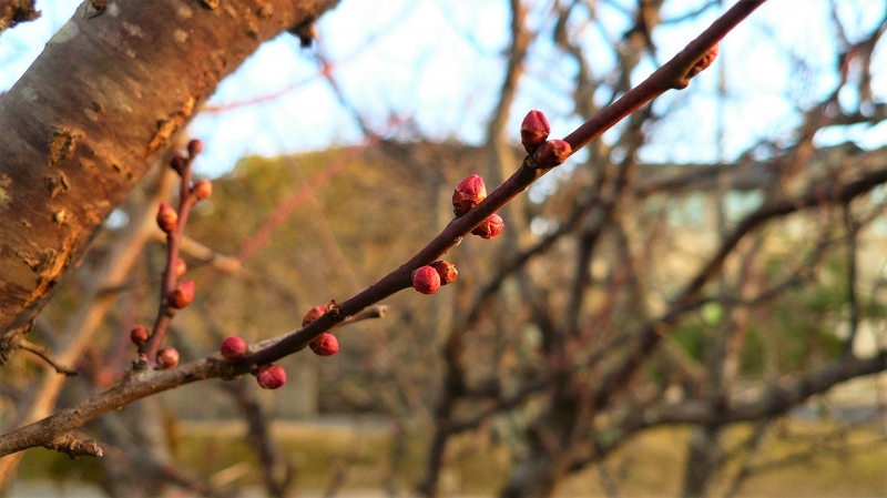 f:id:boianuf:20160203095903j:image