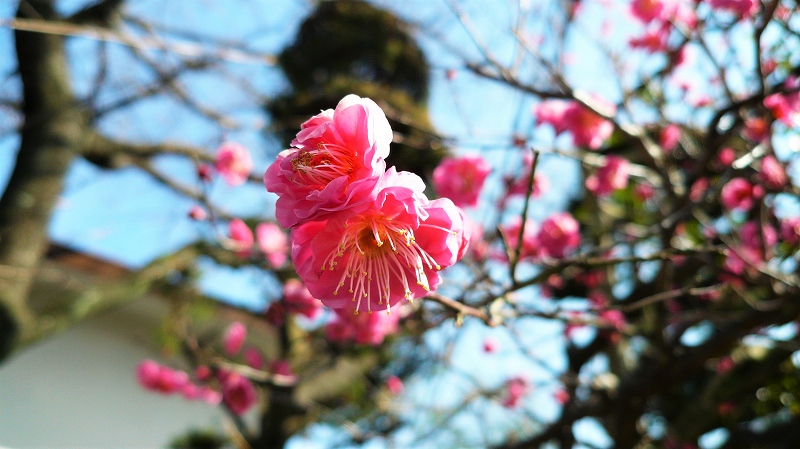 f:id:boianuf:20160204164013j:image