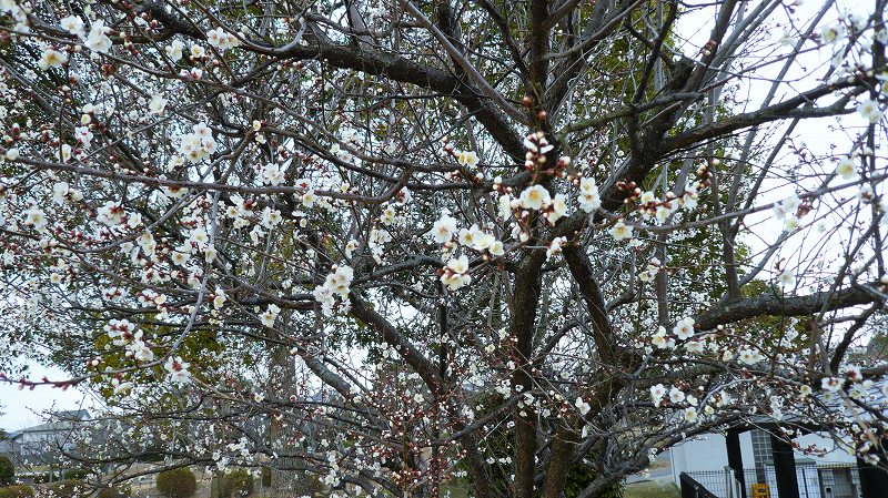 f:id:boianuf:20160213151257j:image
