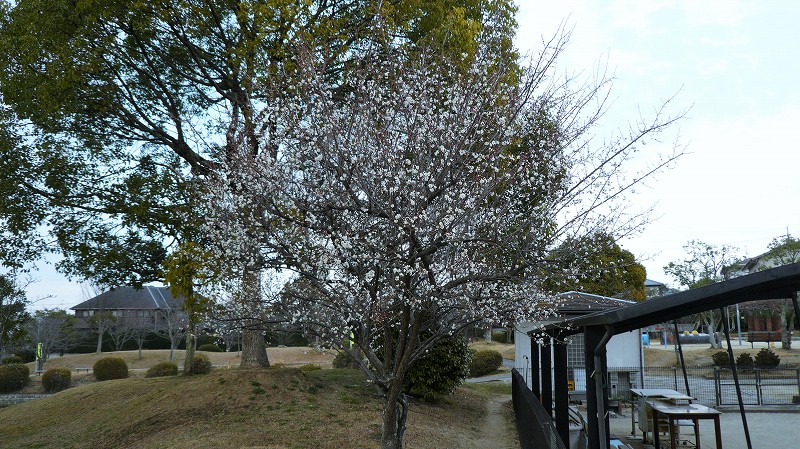 f:id:boianuf:20160213151258j:image