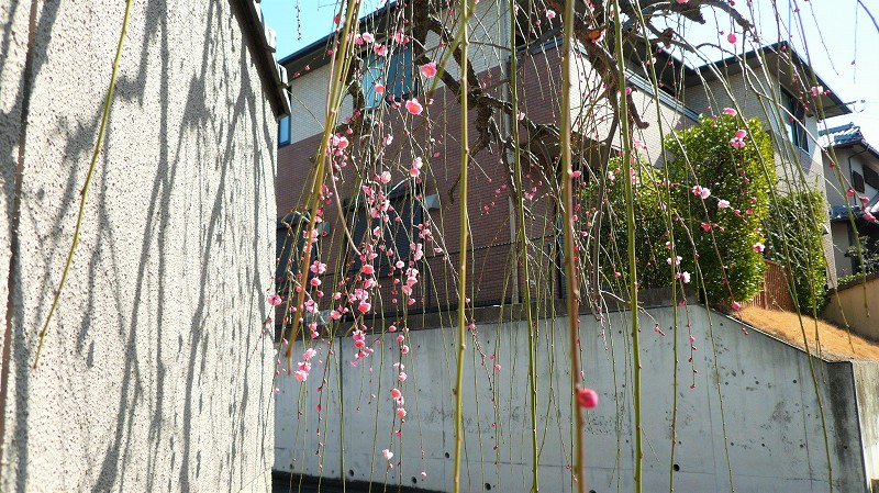 f:id:boianuf:20160218131608j:image