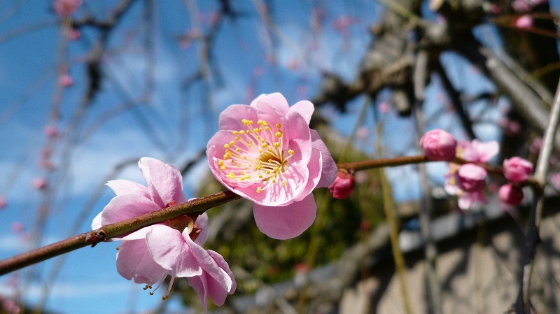 f:id:boianuf:20160218131610j:image