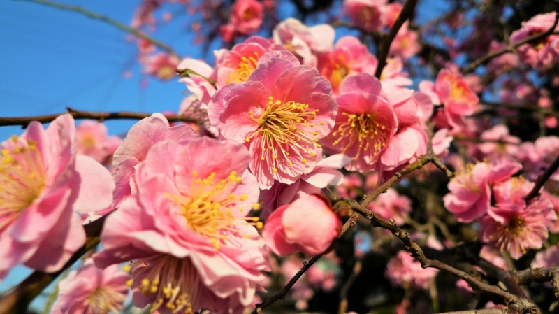 f:id:boianuf:20160303171849j:image