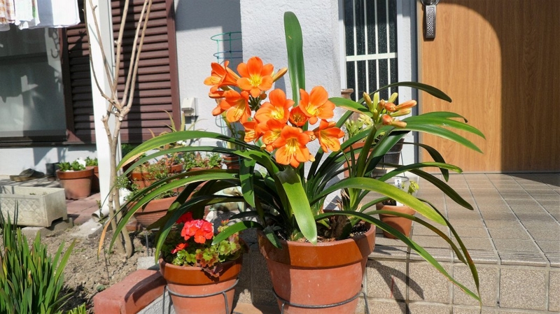 f:id:boianuf:20160325124757j:image