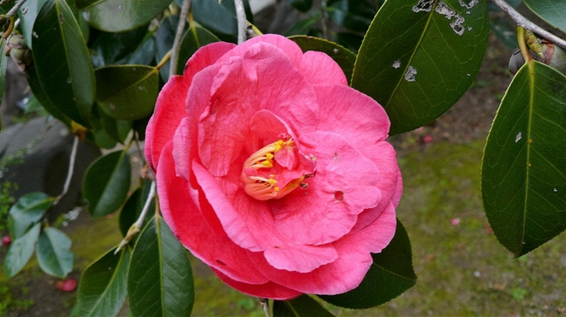 f:id:boianuf:20160404131607j:image