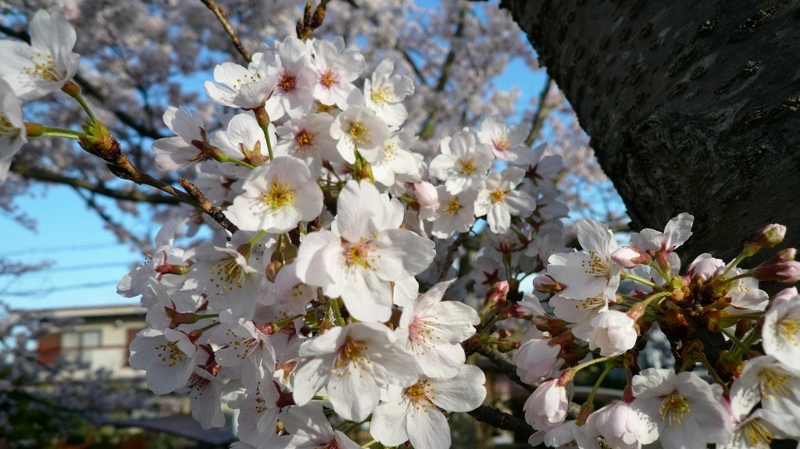 f:id:boianuf:20160410111741j:image