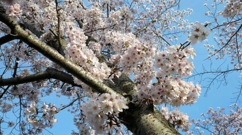 f:id:boianuf:20160410111743j:image