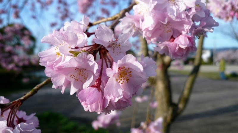 f:id:boianuf:20160410114336j:image