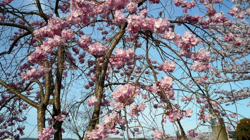 f:id:boianuf:20160410114337j:image