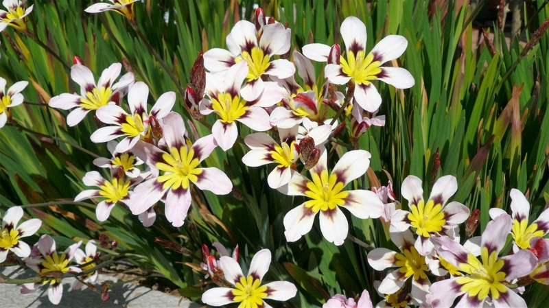 f:id:boianuf:20160419111251j:image