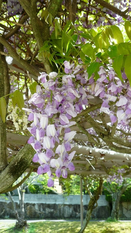 f:id:boianuf:20160424112857j:image:w400