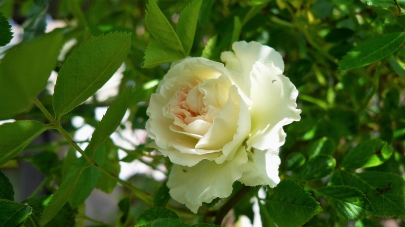 f:id:boianuf:20160424113125j:image