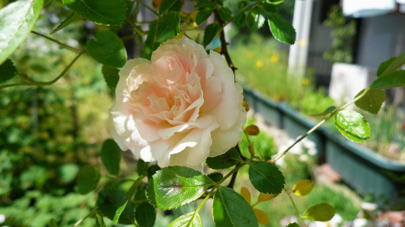f:id:boianuf:20160424113126j:image
