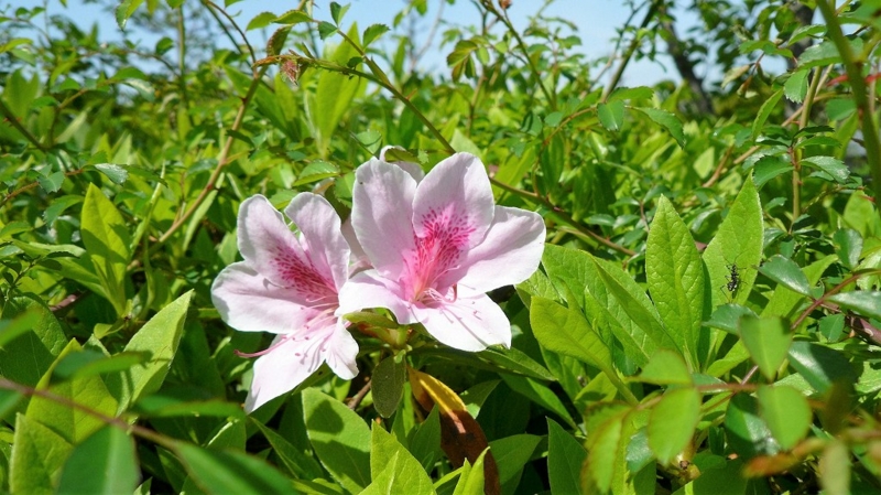 f:id:boianuf:20160424113129j:image