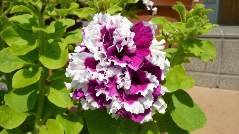 f:id:boianuf:20160426110714j:image