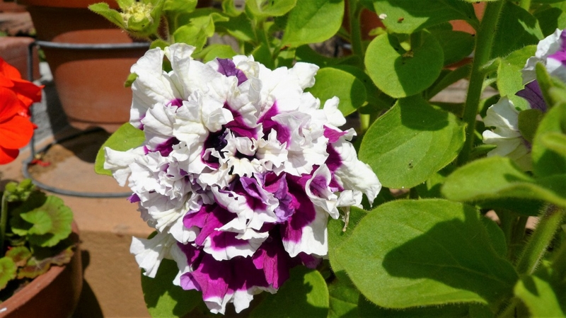 f:id:boianuf:20160426113041j:image