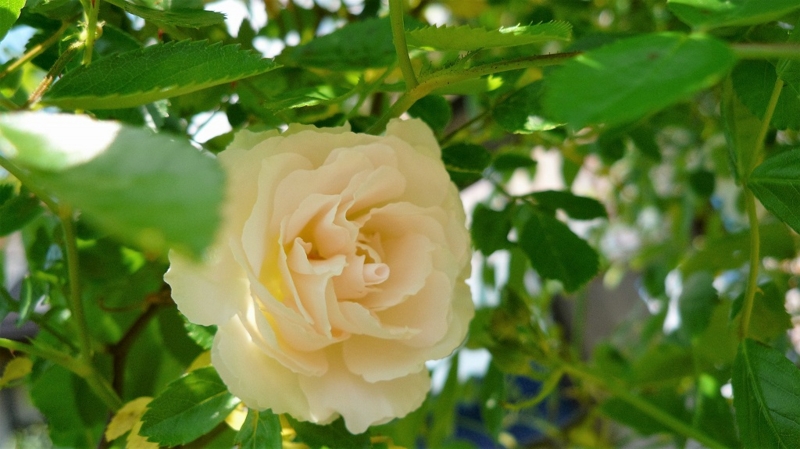 f:id:boianuf:20160430132305j:image