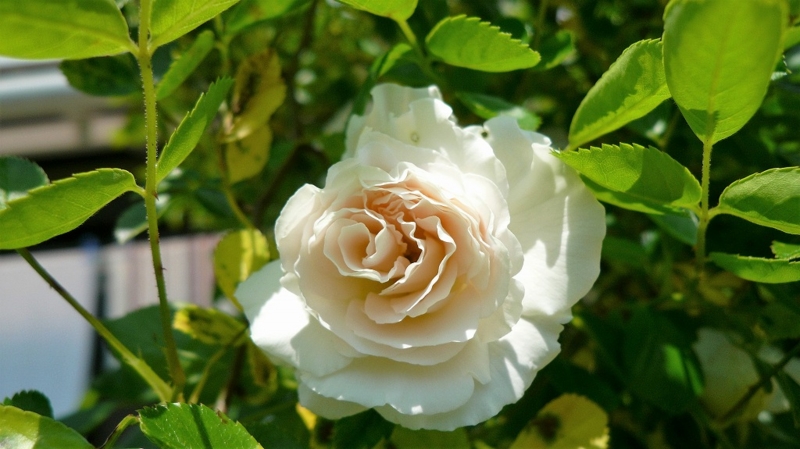 f:id:boianuf:20160430132306j:image