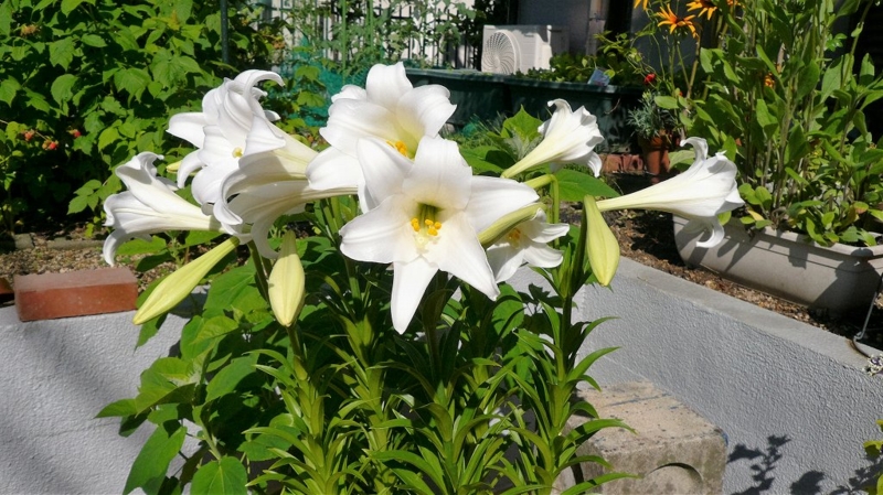 f:id:boianuf:20160607113547j:image