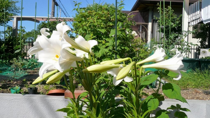 f:id:boianuf:20160607113548j:image