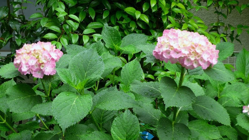 f:id:boianuf:20160607125456j:image
