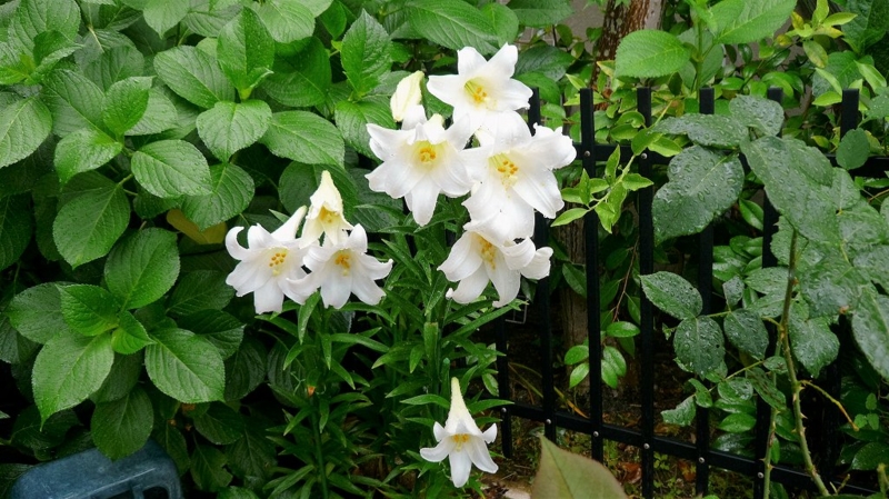 f:id:boianuf:20160607125501j:image