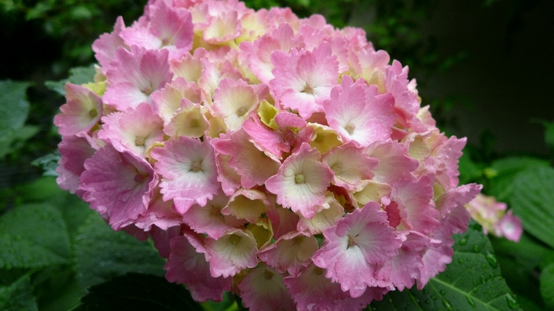 f:id:boianuf:20160607154406j:image
