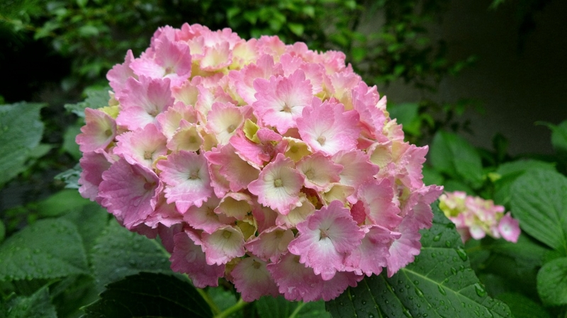 f:id:boianuf:20160607154408j:image