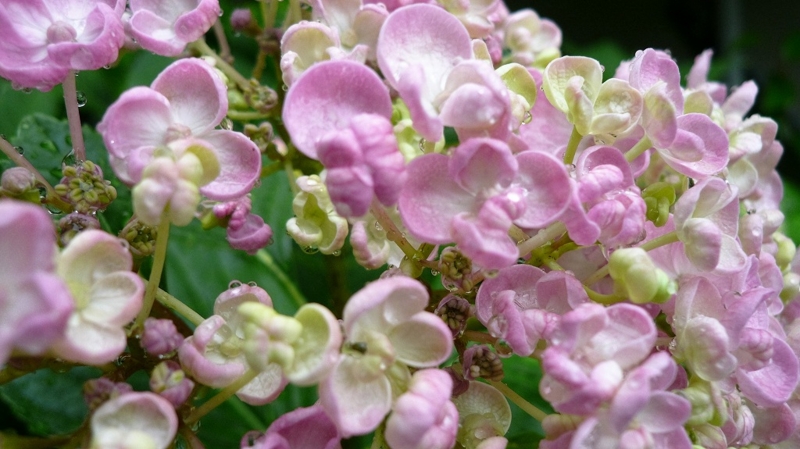 f:id:boianuf:20160607154409j:image