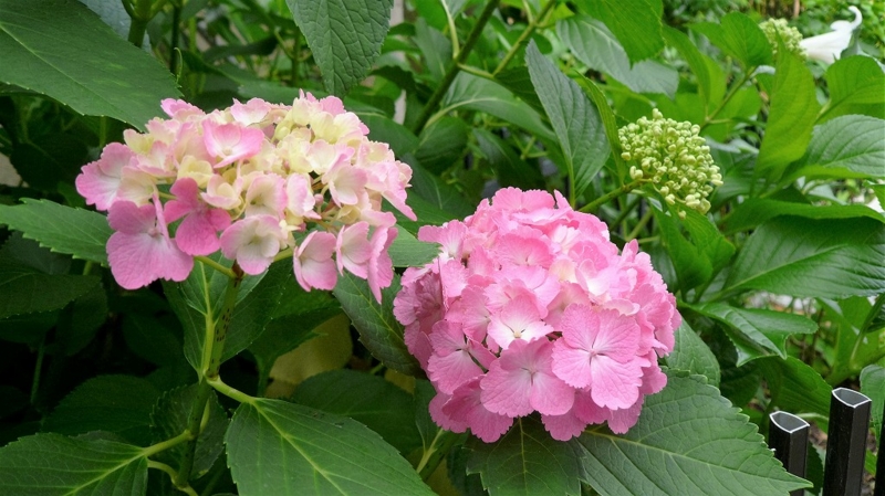 f:id:boianuf:20160611155951j:image