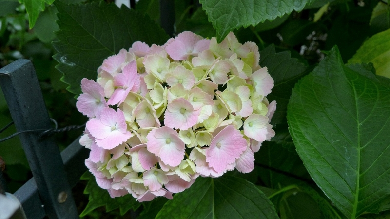 f:id:boianuf:20160611155954j:image