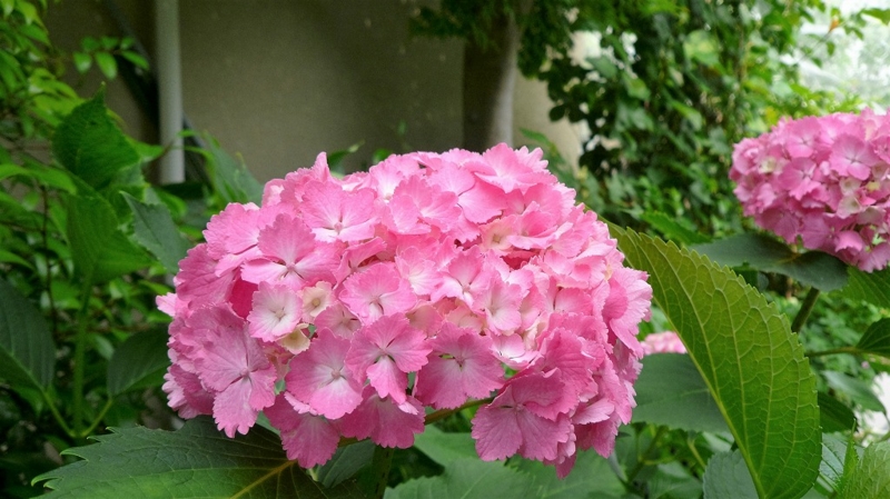 f:id:boianuf:20160611155958j:image