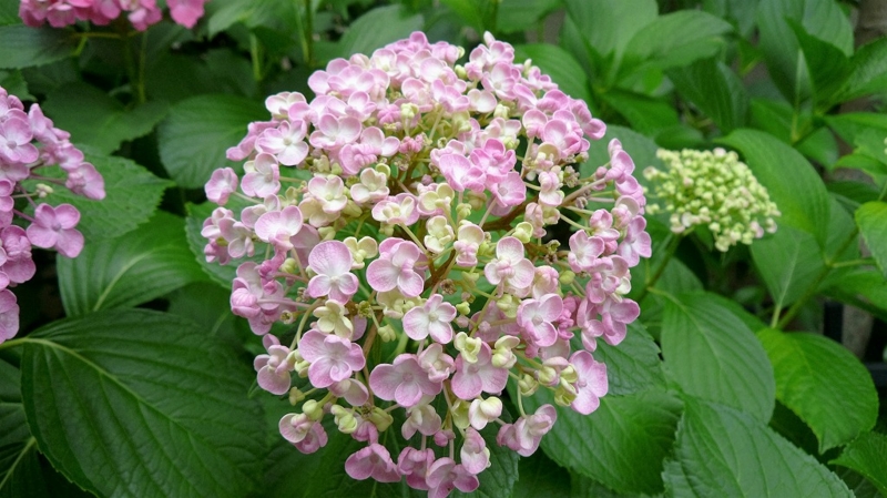 f:id:boianuf:20160611160144j:image