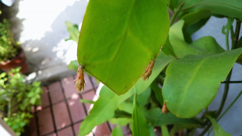 f:id:boianuf:20160704090131j:image