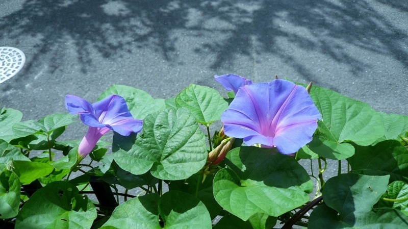 f:id:boianuf:20160704131615j:image