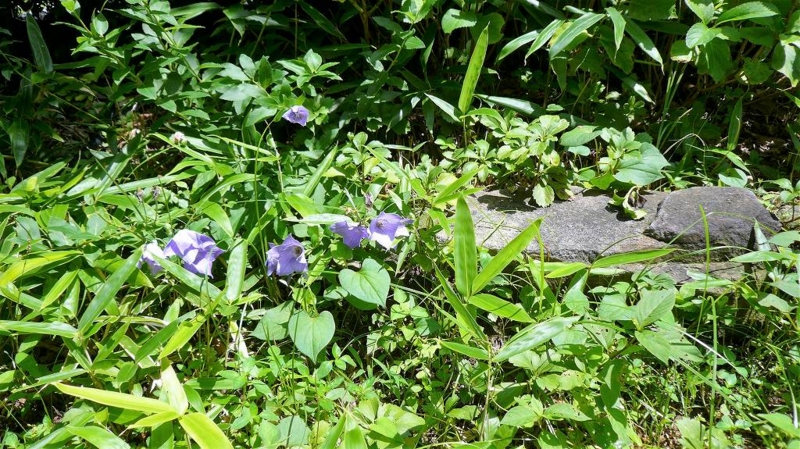 f:id:boianuf:20160716100841j:image f:id:boianuf:20160716100841j:image