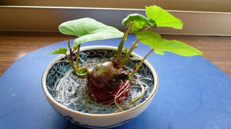 サツマイモのヘタ Boianuf