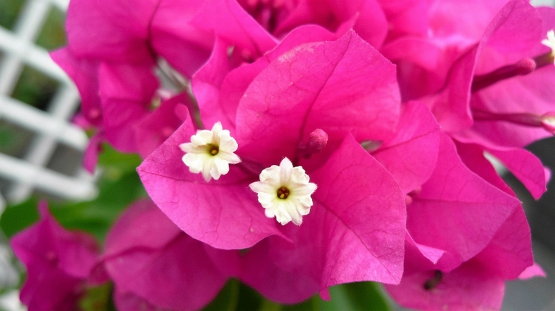 f:id:boianuf:20160914124231j:image