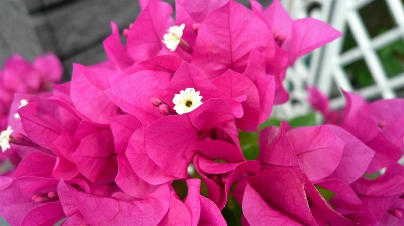 f:id:boianuf:20160914124233j:image