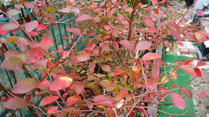 f:id:boianuf:20161201084647j:image