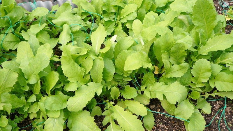 f:id:boianuf:20161201084649j:image