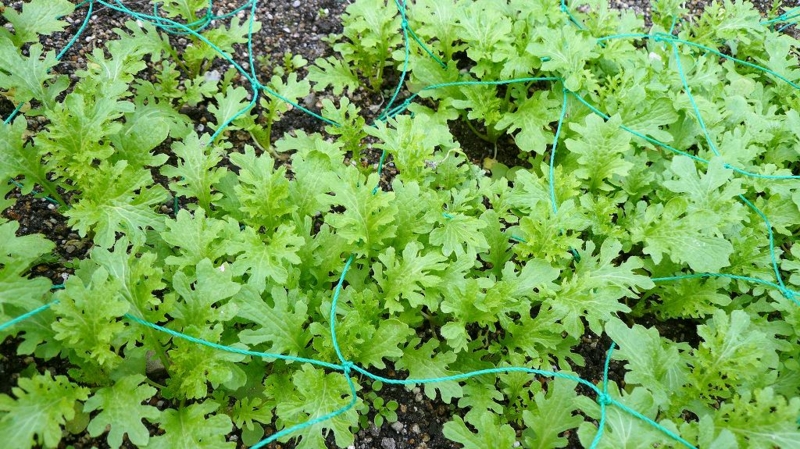 f:id:boianuf:20161201084650j:image