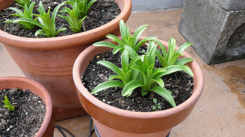 f:id:boianuf:20161201084651j:image