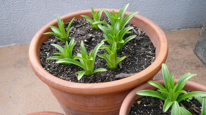 f:id:boianuf:20161201084653j:image