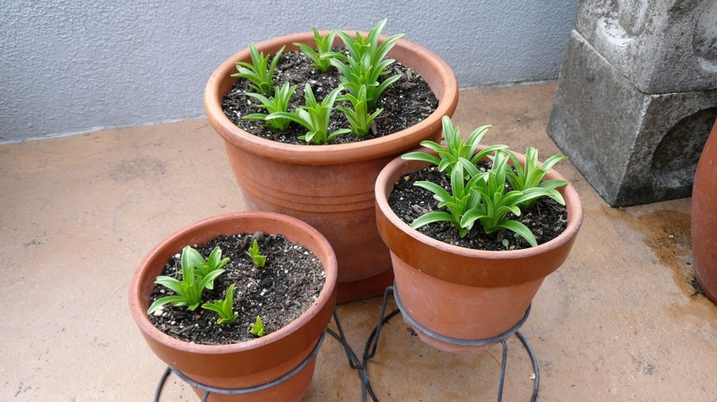 f:id:boianuf:20161201084654j:image