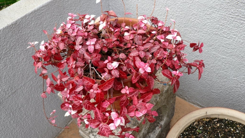 f:id:boianuf:20161201084655j:image